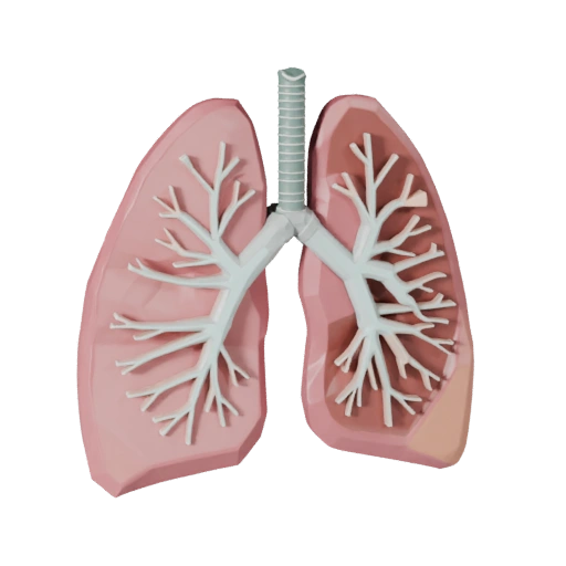 Low Poly Healthy Lung 3D Asset for Realtime Levels