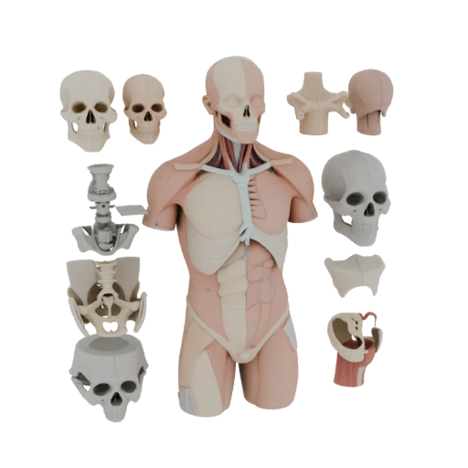 Kit Anatomia Torso Umano 3D per Stampanti Casalinghe