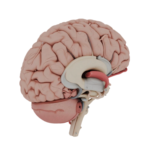 Modello 3D Cervello Sano per Engineering Sim Studios