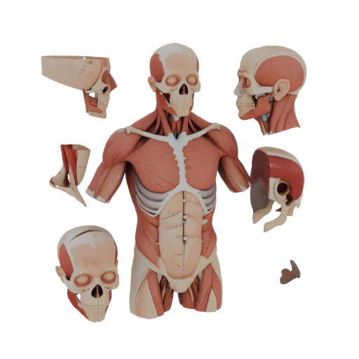 Kit Anatomia Torace Modulare Asset Hero 3D per Studio