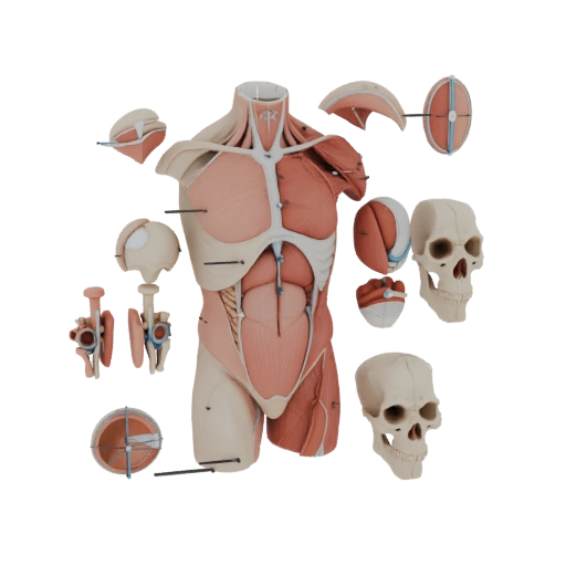Kit Anatomia Torace Sezionato 3D per Simulazione