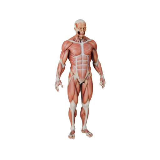 Kit Anatomia Muscoli Umani 3D per Giochi Casual