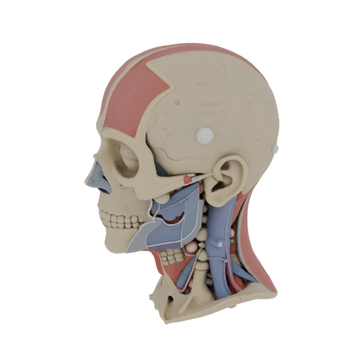 Kit Anatomia Testa Sezionata Stampabile Modello 3D