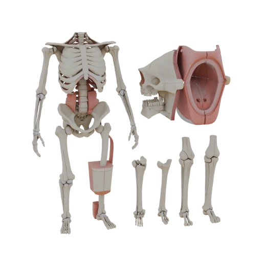 Kit Anatomia Articolazione Umana Asset 3D per Rendering Studio