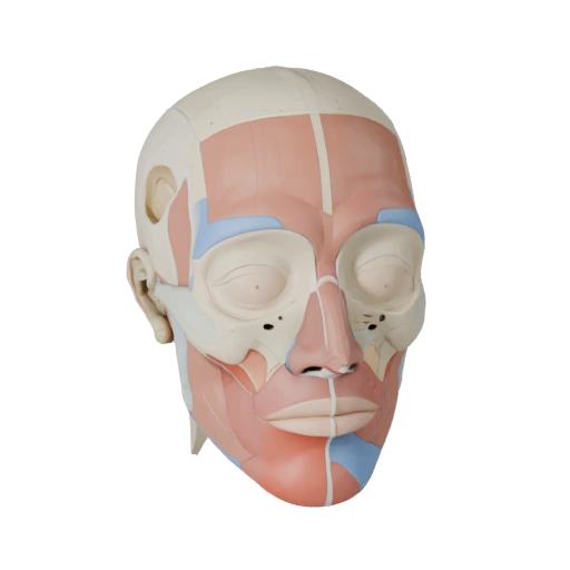 Kit Anatomia Testa Modulare 3D per Giochi Casual