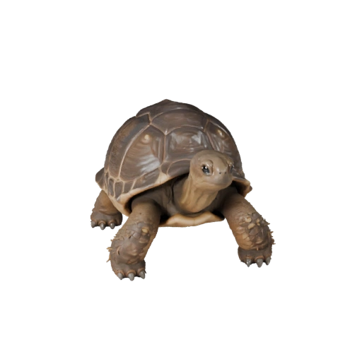 Modèle 3D Tortue réaliste - Asset PBR Riggué pour Jeux | PBR