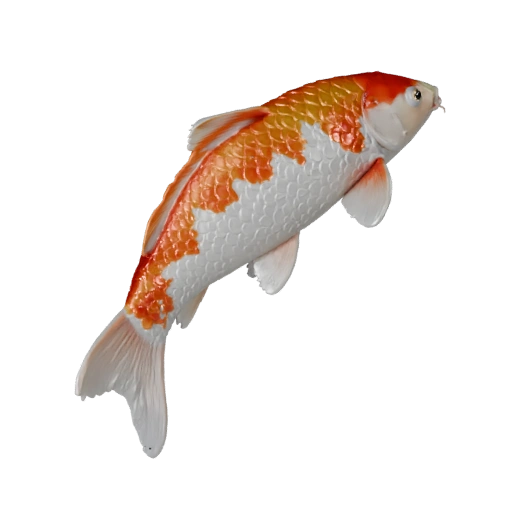 Modello 3D Pesce Koi per Blender - Asset PBR con Texture | PBR