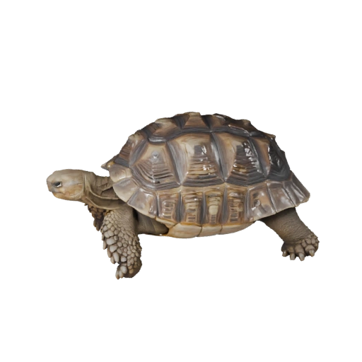Realistische Wüstenschildkröte 3D-Modell - Rigged PBR Asset für Spiele