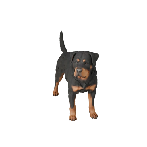 Rottweiler Hund 3D Modell für Blender - PBR Asset mit Texturen