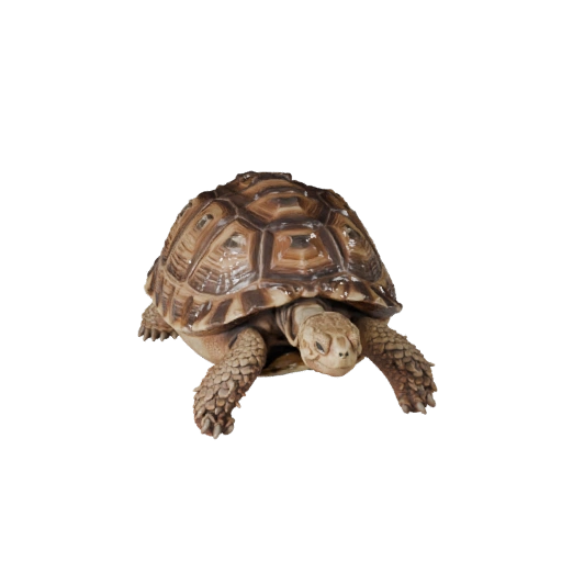 Hohe Poly Wüstenschildkröte 3D-Modell - Detailliertes STL-Asset für den Druck