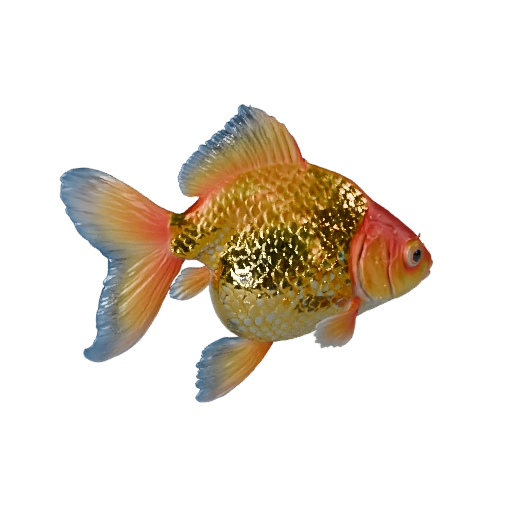 Modèle 3D de poisson rouge pour Blender - Asset PBR avec textures | PBR