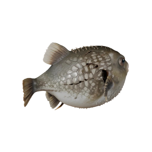 Modèle 3D réaliste de poisson-globe - Actif PBR riggé pour les jeux