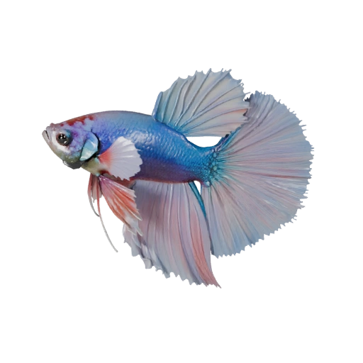 Poisson Combattant 3D Model pour Blender - Asset PBR avec Textures | PBR