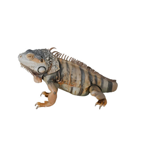 Modello 3D Iguana Realistico - Asset PBR Rigged per Giochi | PBR