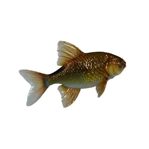 Modèle 3D de poisson rouge pour Unity - Actif prêt pour le jeu, FBX | Libre de droits