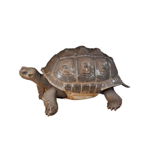 Modelo 3D de Tortuga de Galápagos de Caricatura - Activo Estilizado para Animación