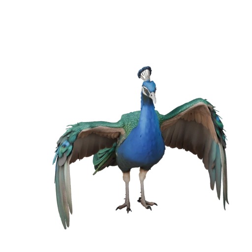 Pavão Realista Modelo 3D - Ativo PBR Rigged para Jogos | PBR
