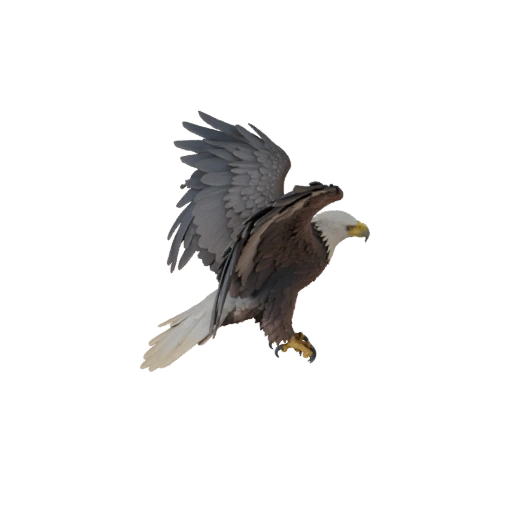 Weißkopfseeadler 3D-Modell für Unity - Spielfertiges Asset, FBX | Lizenzfrei