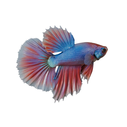 Modèle 3D de Poisson Combattant pour Unity - Actif prêt pour le jeu, FBX | Libre de droits