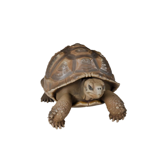 Tortuga de Galápagos Realista 3D Model - Asset PBR Rigged para Juegos
