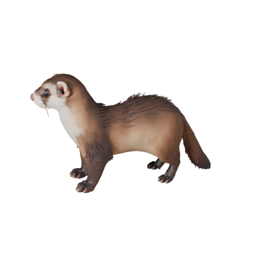 Modello 3D Furetto Realistico - Asset PBR Rigged per Giochi | PBR