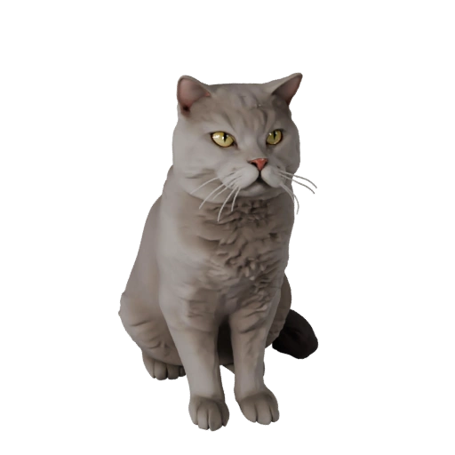Modelo 3D de Británico de Pelo Corto para Blender - Activo PBR con Texturas