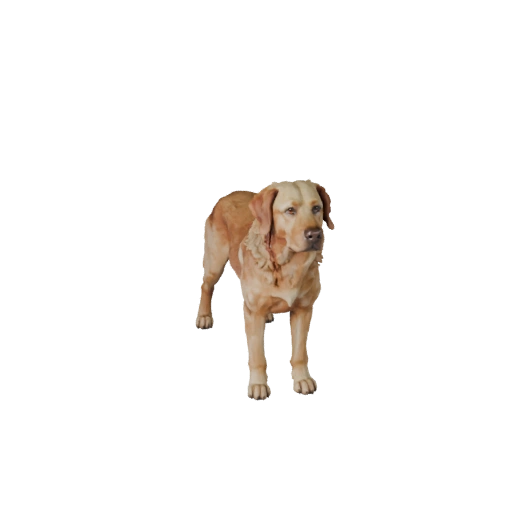 Cão Labrador Retriever Modelo 3D para Blender - Asset PBR | PBR
