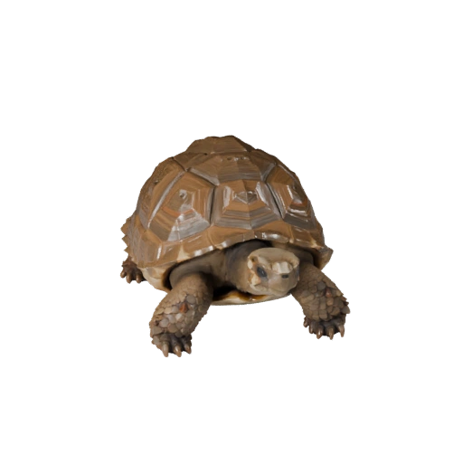 Modelo 3D Tortuga de Galápagos Polygonal Bajo - Asset de Juego Unity con FBX