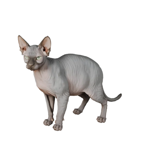 Realistische Sphynx Katze 3D-Modell - Rigged PBR Asset für Spiele