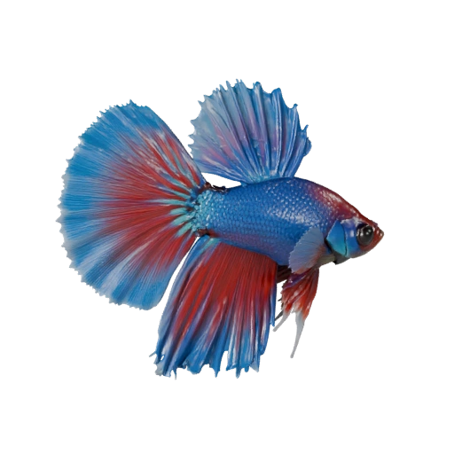 Modèle 3D réaliste de poisson combattant - Asset PBR riggé pour jeux