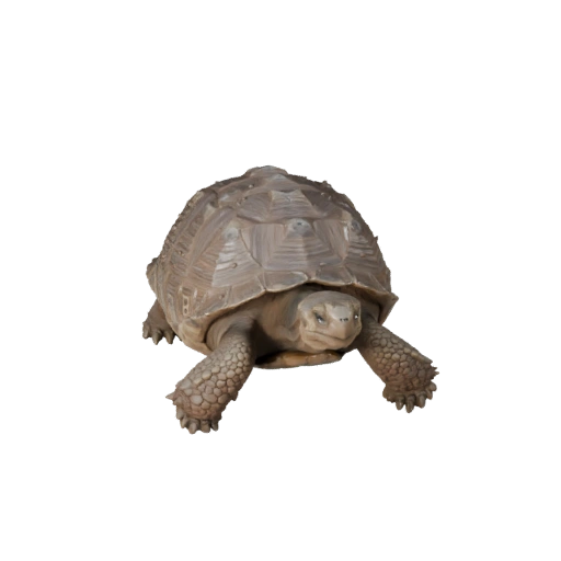 Modelo 3D Tortuga de Galápagos para Unity - Asset Listo para Juego, FBX