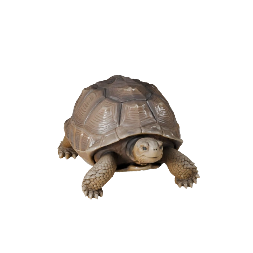 Modelo 3D de Tortuga de Galápagos de Alto Poligonaje - Activo STL para Impresión
