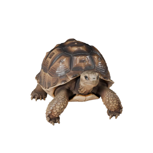Wüstenschildkröte 3D-Modell für Unity - Spielfertiges Asset, FBX