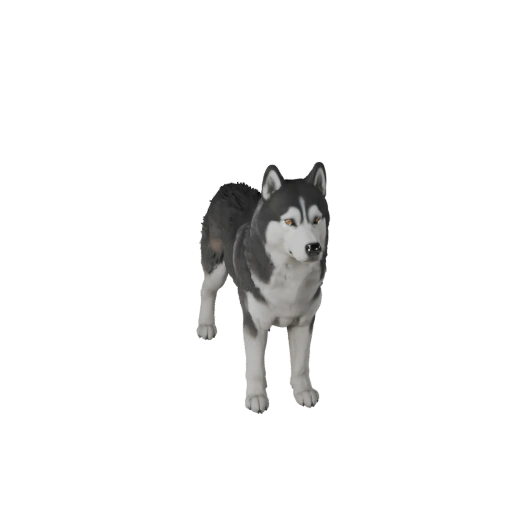 Modello 3D Cane Siberiano Husky per Unity - Asset Pronto per il Gioco, FBX