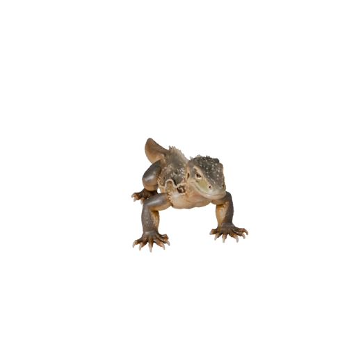 Modèle 3D de Varan Réaliste - Asset PBR Riggué pour Jeux