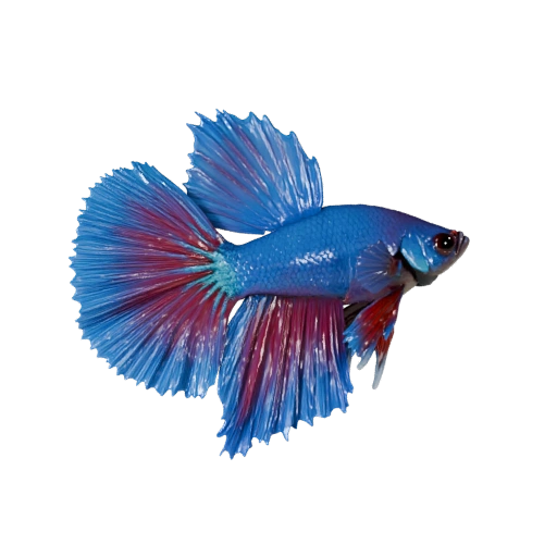 Modèle 3D Poisson Combattant Haute Poly - Actif STL Détaillé pour Impression