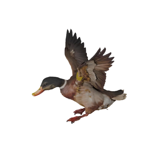 Modèle 3D de Canard Réaliste - Asset PBR Riggué pour Jeux | Libre de Droits