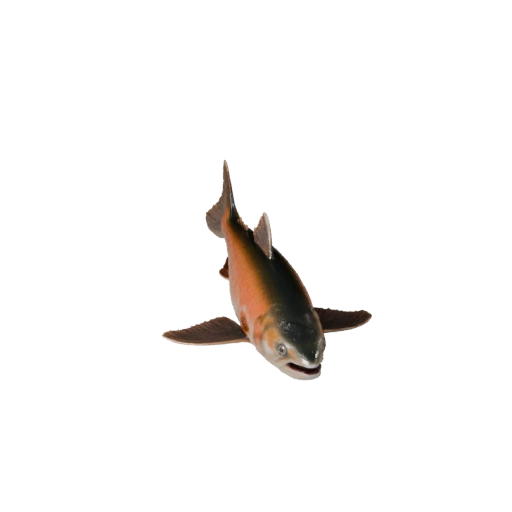 Modelo 3D de Salmão para Unity - Asset Pronto para Jogo, FBX | Livre de Royalties